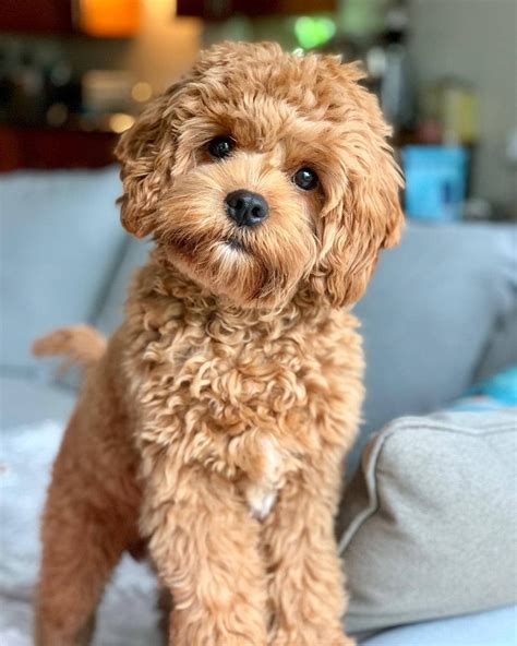 cabapo|Cavapoo